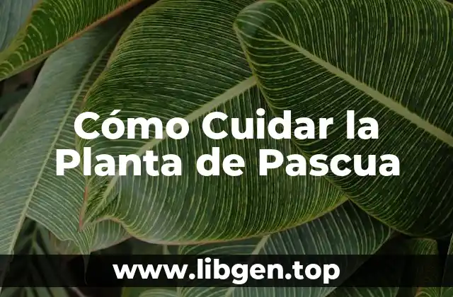 ¿Cuánta Luz Necesita la Planta de Pascua?