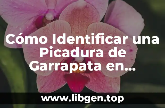 Cómo Identificar una Picadura de Garrapata en Humanos