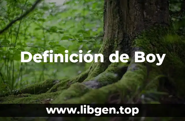 Definición de Boy