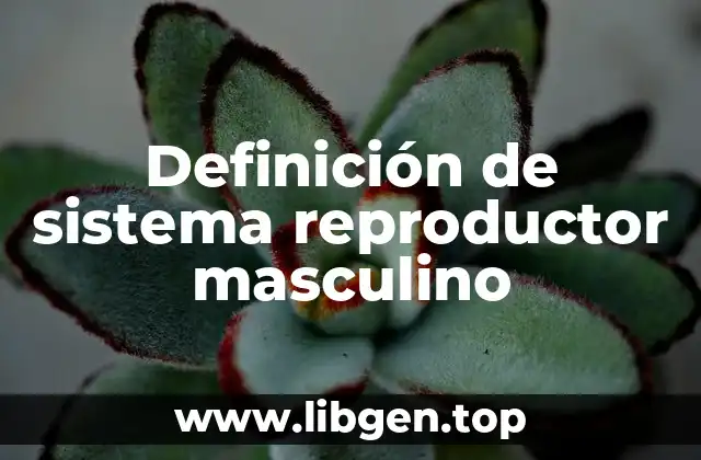 Definición técnica de sistema reproductor masculino