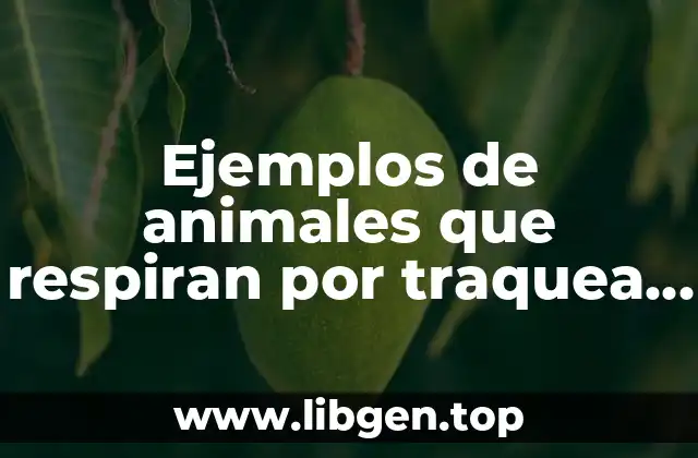 Ejemplos de animales que respiran por traquea y Significado