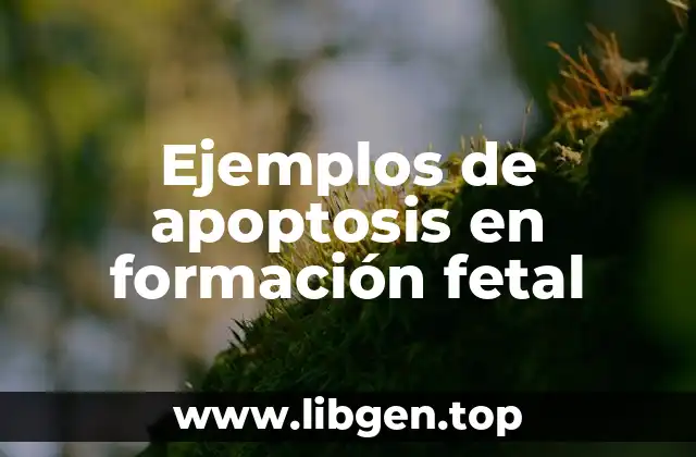 Ejemplos de apoptosis en formación fetal