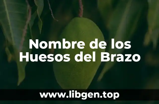 ¿Cuántos Huesos Hay en el Brazo?