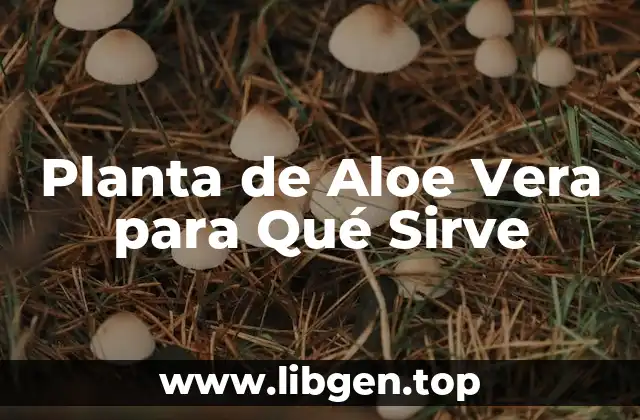 Planta de Aloe Vera para Qué Sirve