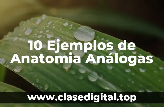 10 Ejemplos de Anatomia Análogas