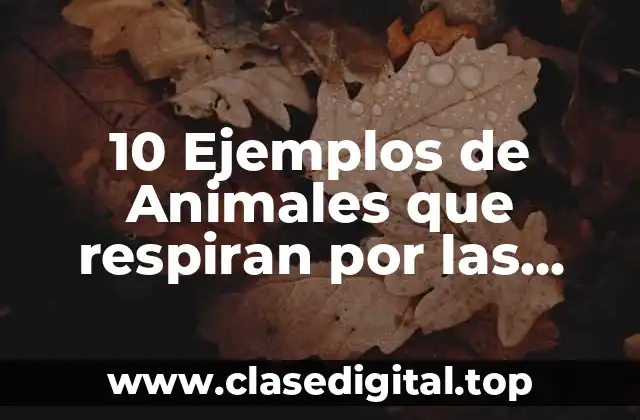 10 Ejemplos de Animales que respiran por las tráqueas