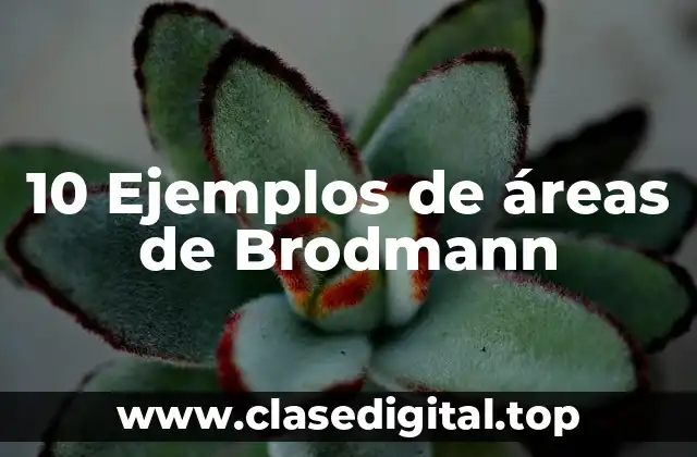 10 Ejemplos de áreas de Brodmann