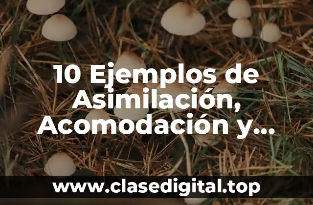 10 Ejemplos de Asimilación, Acomodación y Equilibrio Piaget