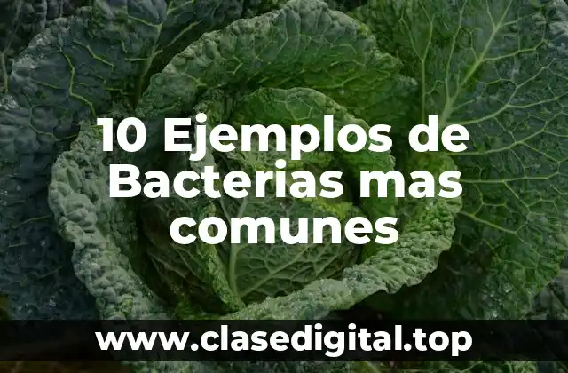 10 Ejemplos de Bacterias mas comunes