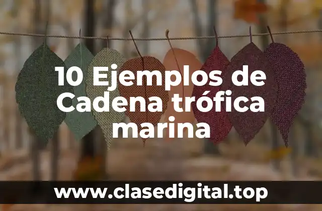 10 Ejemplos de Cadena trófica marina