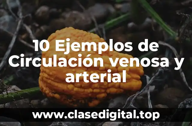 10 Ejemplos de Circulación venosa y arterial