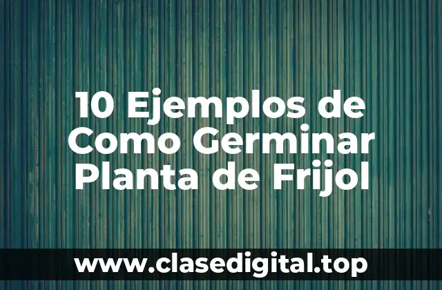 10 Ejemplos de Como Germinar Planta de Frijol