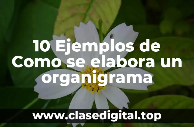 10 Ejemplos de Como se elabora un organigrama