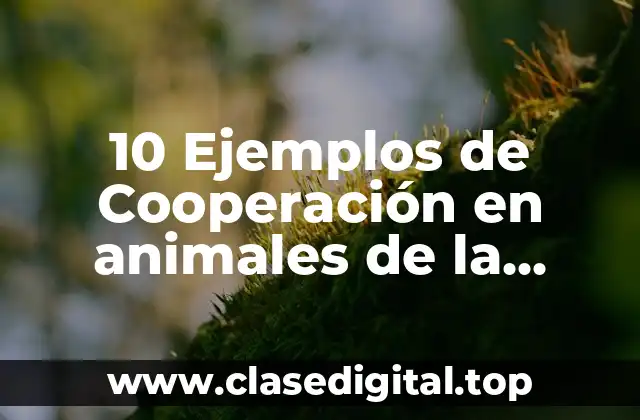10 Ejemplos de Cooperación en animales de la misma especie