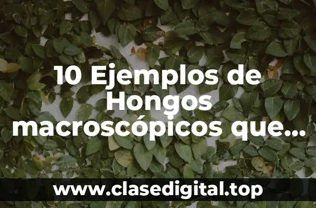 10 Ejemplos de Hongos macroscópicos que hay en la naturaleza