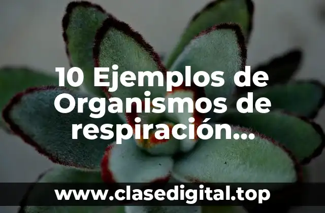 10 Ejemplos de Organismos de respiración branquial