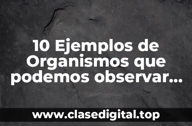 10 Ejemplos de Organismos que podemos observar mejor con una lupa