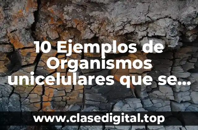 10 Ejemplos de Organismos unicelulares que se reproducen asexualmente por gemación