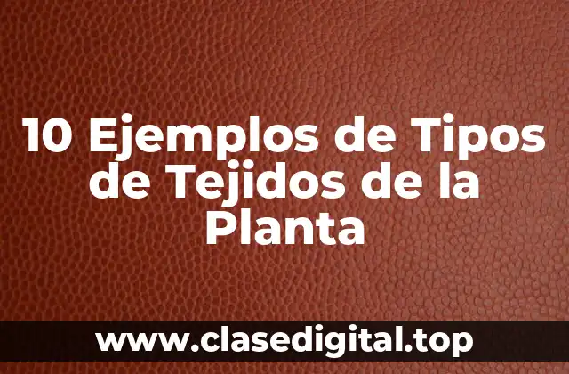 10 Ejemplos de Tipos de Tejidos de la Planta