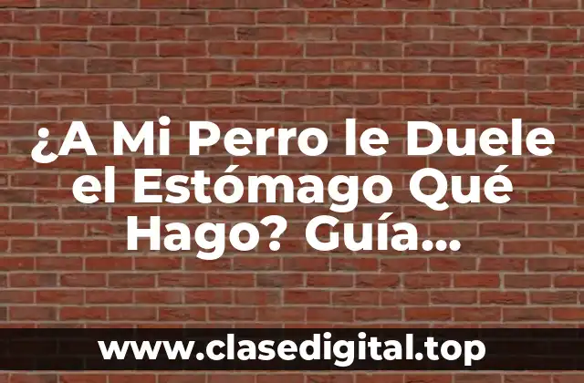 ¿A Mi Perro le Duele el Estómago Qué Hago? Guía Completa para Ayudar a Tu Mascota