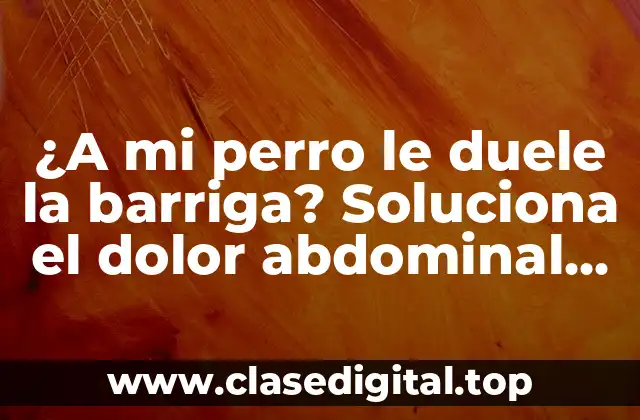 ¿A mi perro le duele la barriga? Soluciona el dolor abdominal canino