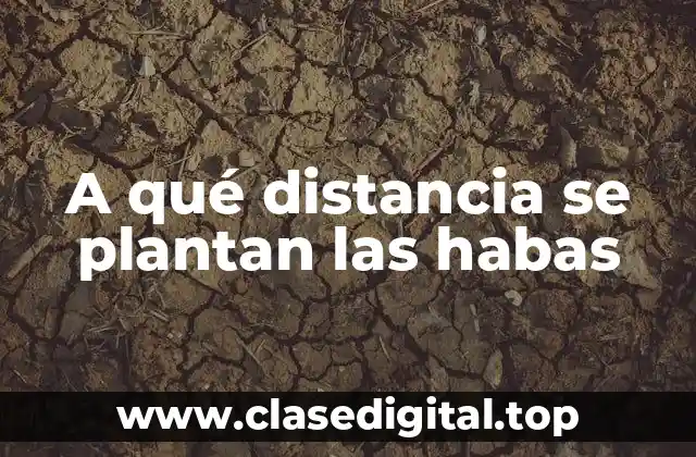 ¿Cuál es la distancia ideal para plantar habas?