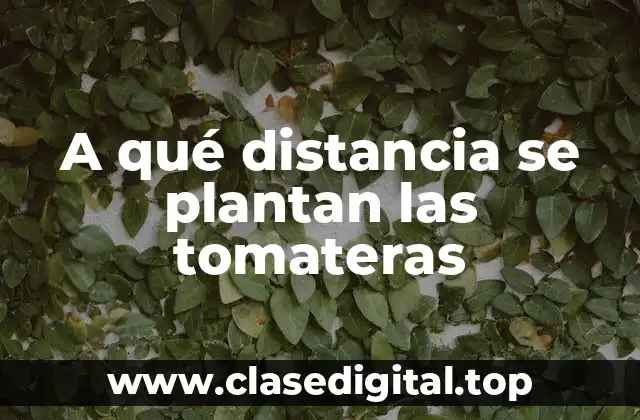 A qué distancia se plantan las tomateras