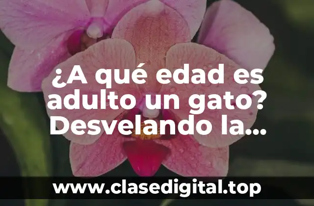 ¿A qué edad es adulto un gato? Desvelando la respuesta
