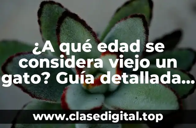 ¿A qué edad se considera viejo un gato? Guía detallada sobre la vejez en gatos