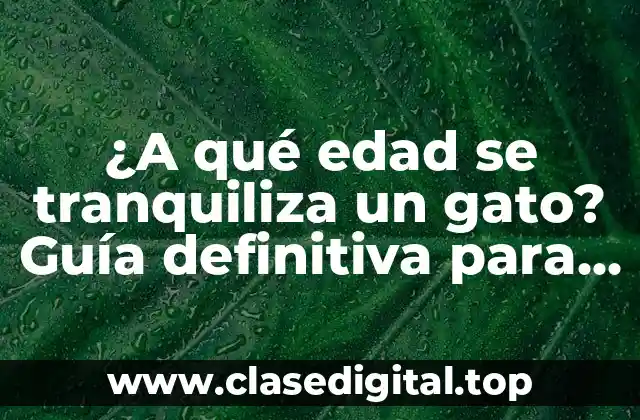 ¿A qué edad se tranquiliza un gato? Guía definitiva para entender el desarrollo felino