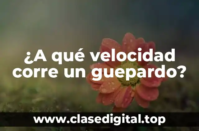 ¿A qué velocidad corre un guepardo?