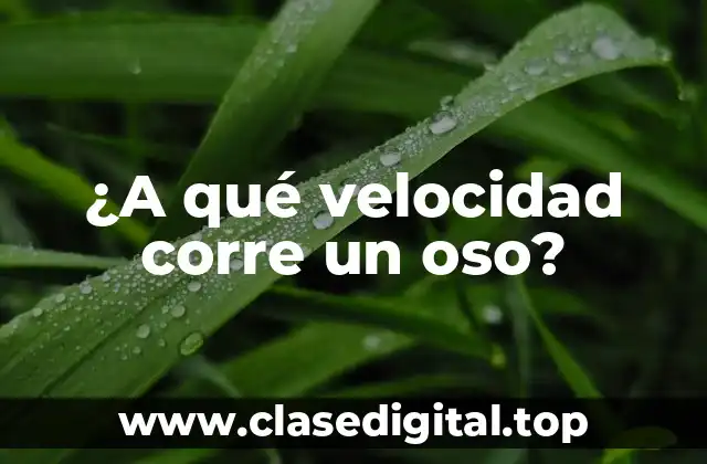 ¿A qué velocidad corre un oso?