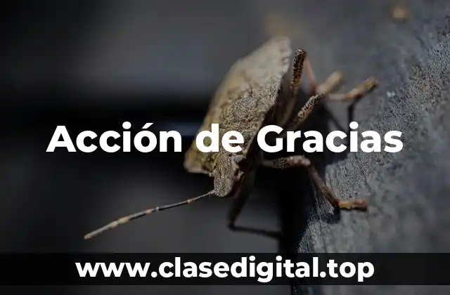 Orígenes de la Acción de Gracias