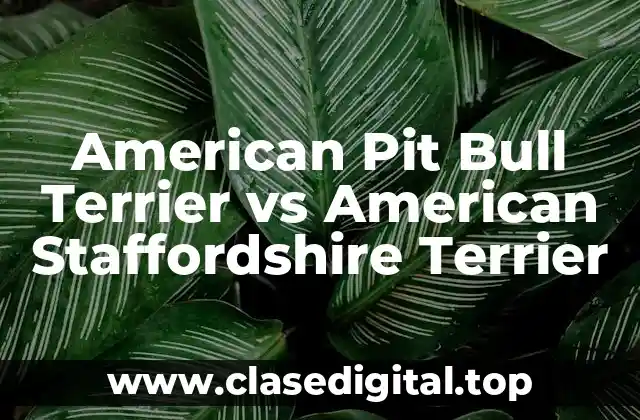 American Pit Bull Terrier vs American Staffordshire Terrier