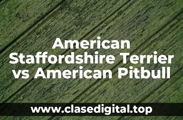American Staffordshire Terrier vs American Pitbull