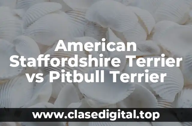 American Staffordshire Terrier vs Pitbull Terrier