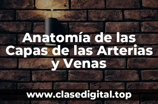 Anatomía de las Capas de las Arterias y Venas