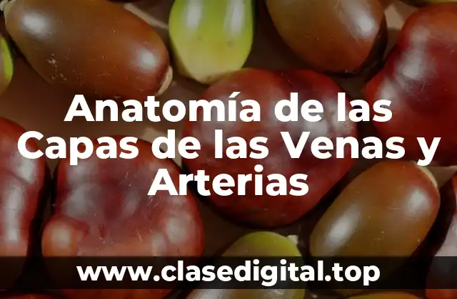 La Estructura de las Venas y Arterias