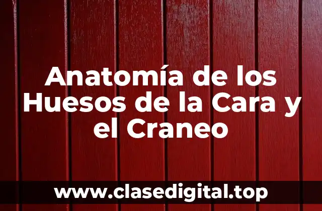 Estructura y Función de los Huesos del Craneo
