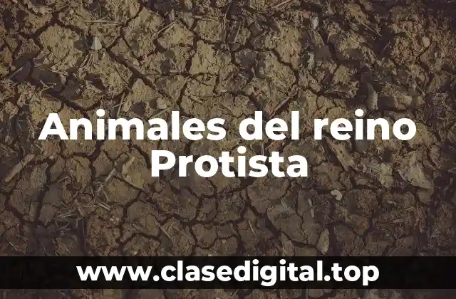 Ejemplos de animales del reino Protista