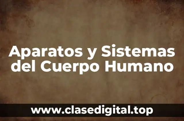 El Sistema Esquelético: Estructura y Función