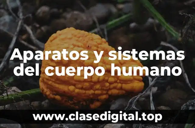 Ejemplos de aparatos y sistemas del cuerpo humano