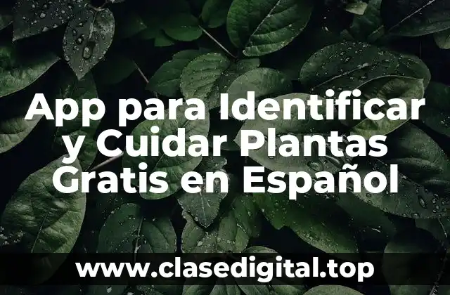 ¿Cómo Funcionan las Apps para Identificar Plantas?