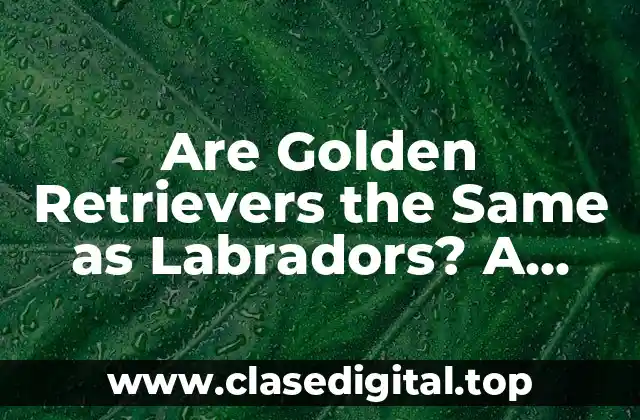 Are Golden Retrievers the Same as Labradors? A Comprehensive Guide