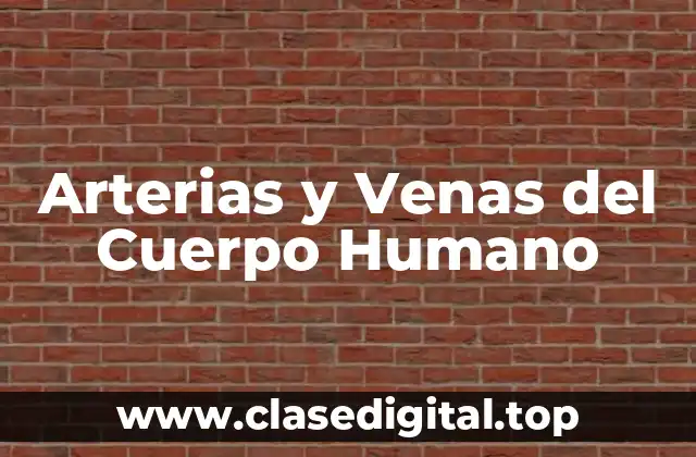Arterias y Venas del Cuerpo Humano