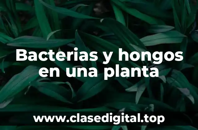 Bacterias y hongos en una planta