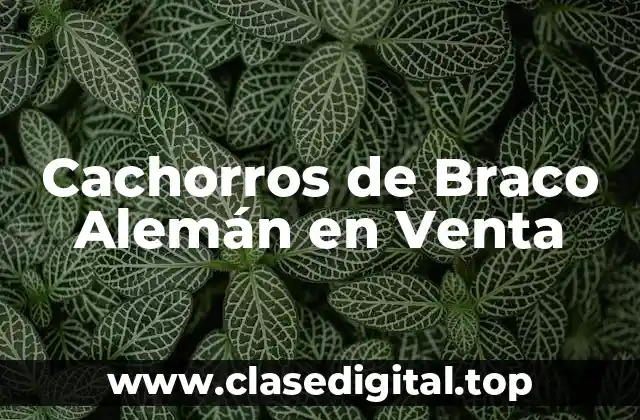 Cachorros de Braco Alemán en Venta