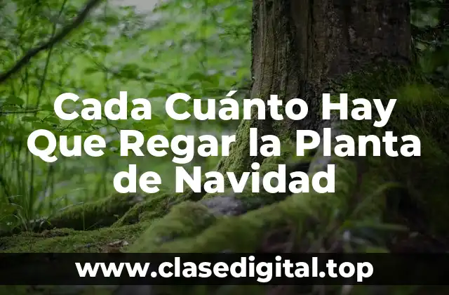 ¿Por qué es Importante Regar la Planta de Navidad?