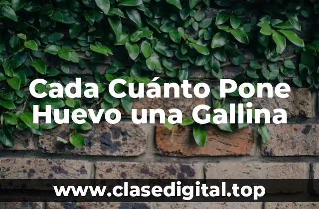 Cada Cuánto Pone Huevo una Gallina