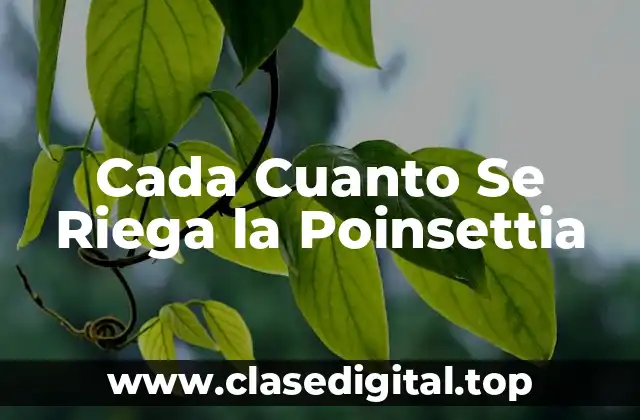 Cada Cuanto Se Riega la Poinsettia